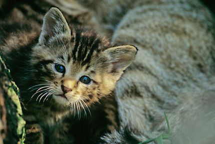 Der Wildkatze in die Gene geschaut