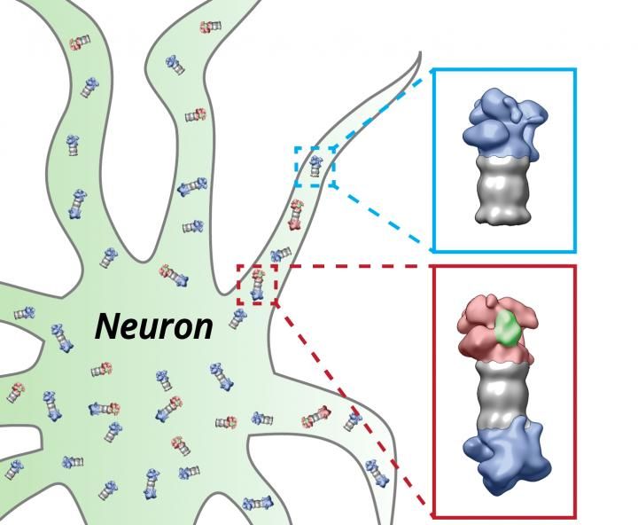 Shoh Asano / Copyright: MPI of Biochemistry