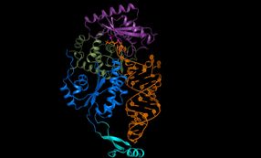 CCA-adding enzyme