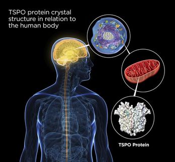 crystal structure of TSPO
