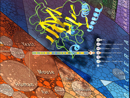 Virtuelle Reise ins Innere der Proteine