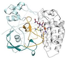 Struktur des Enzyms EgtB