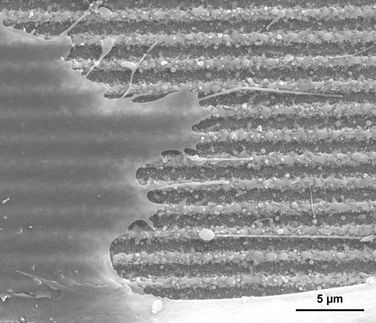 Herzmuskelzellen, die auf einem Aluminiumplättchen entlang der Linien-Struktur wachsen