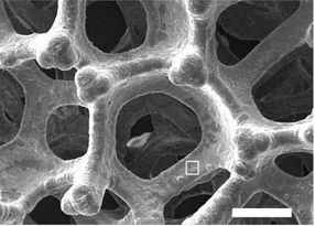 porous structure of nickel foam