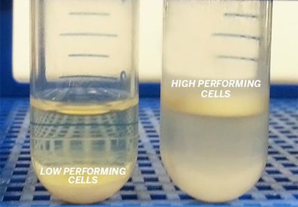 yeast cells