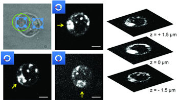 Trapping and watching motile cells - A new approach enables rapid characterization of living suspension cells in 4 dimensions