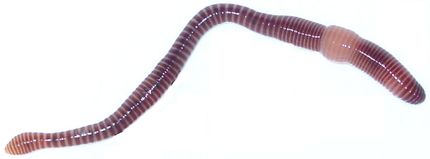 Regenwurmart Eisenia fetida