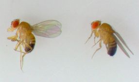 Drosophila-Fliegen