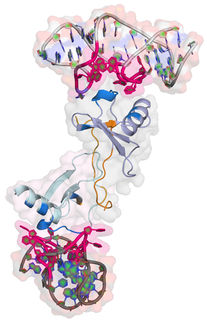 Struktur des Spiegelmers NOX-E36, gebunden an das Entzündungsprotein CCL2