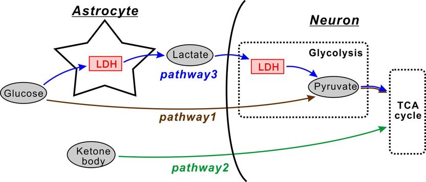 Scheme of energy metabolic pathways in the brain