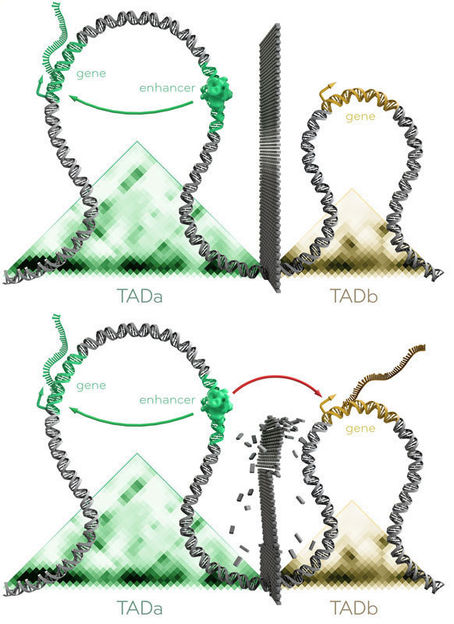 © MPI f. molekulare Genetik/ Thomas Splettstoesser