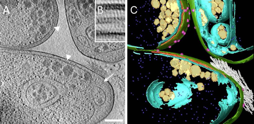 Jogler et al., Nature Communications