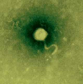 bacteriaphage