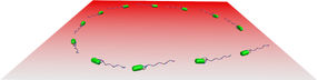 kreisförmige Bewegung von Bakterien in der Nähe einer Oberfläche.