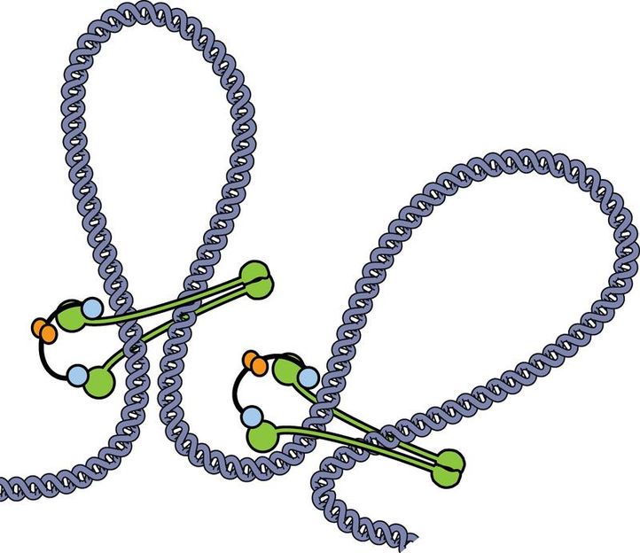 Larissa Wilhelm / Copyright: MPI of Biochemistry