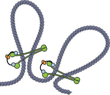 SMC protein complex