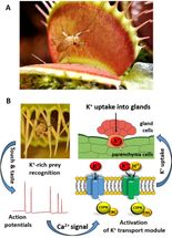 potassium absorption in Venus flytrap