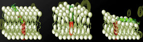 Fases de la fusión de las membranas del virus VIH
