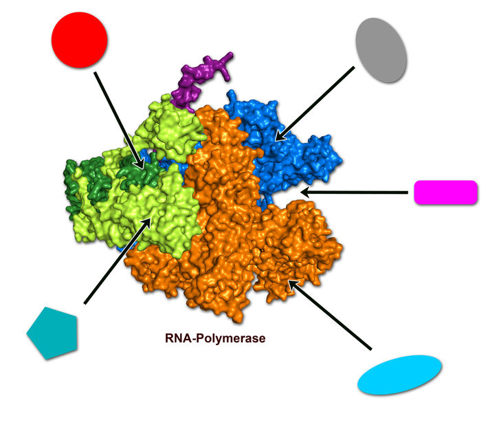 NMR-Spektroskopie an großen Proteinen: Neue Perspektiven für die Entwicklung von Antibiotika