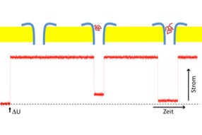 Molekülgrößenbestimmung mit bakteriellen Nanoporen