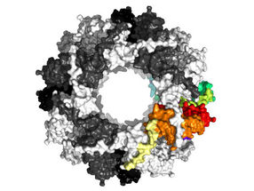 Hitzeschock-Protein Sip1