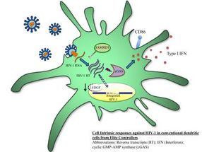 cell intrinsic responses against HIV-1