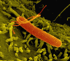 Helicobacter pylori