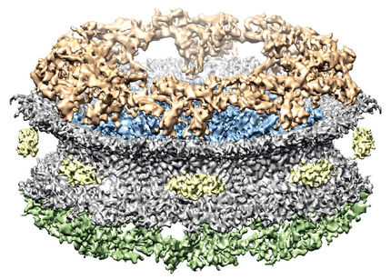 The nuclear pore complex