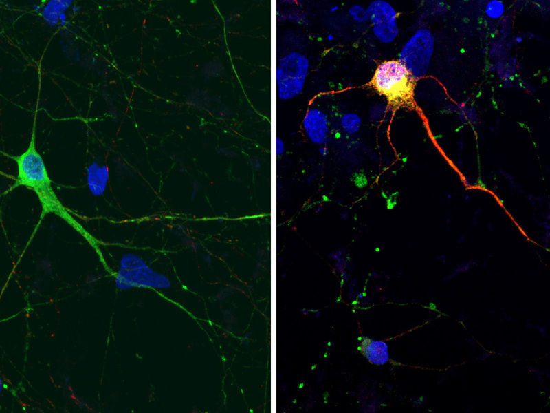 © MPI für molekulare Biomedizin / A.-L. Hallmann