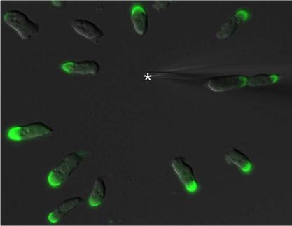 Sculpting a cell's backside