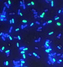 Kariesbakterium Streptococcus mutans