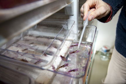 Marine ragworm Platynereis dumerilii