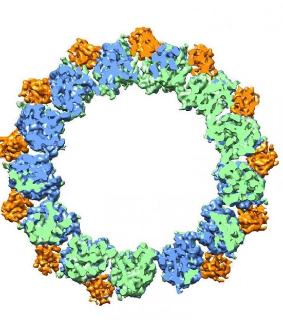 Atomic view of microtubules - Berkeley Lab researchers achieve record 3.5 angstroms resolution and visualize action of a major microtubule-regulating protein