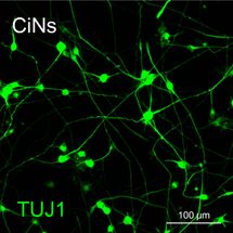 chemical induced neurons