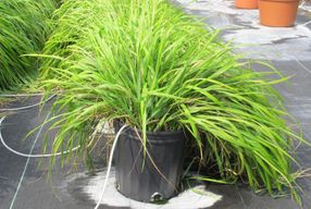 repellant insect sweetgrass