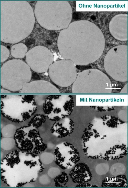 On the Track of Nanomaterials - Researchers pave the way for realistic risk assessment of nanomaterials in the environment