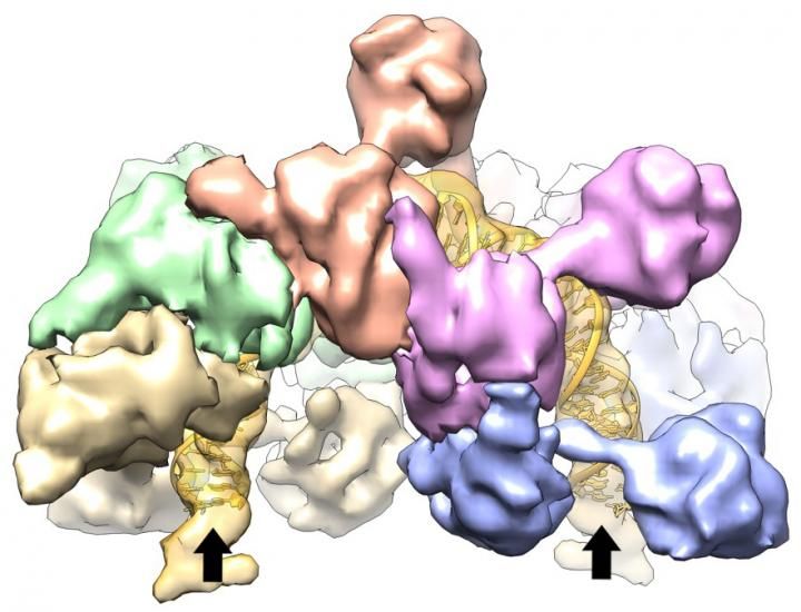 Cell Press