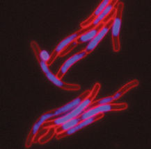 FIC toxins modify the spatial structure of the DNA of bacteria