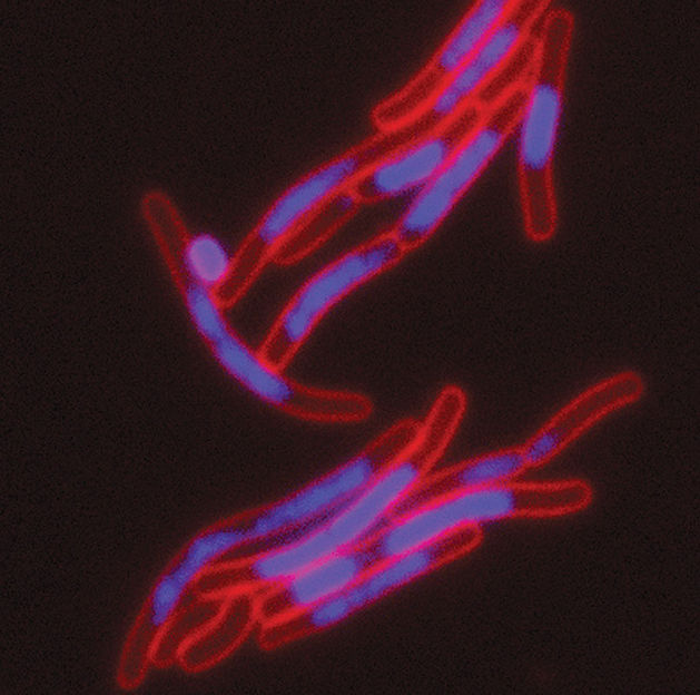 © Universität Basel, Biozentrum