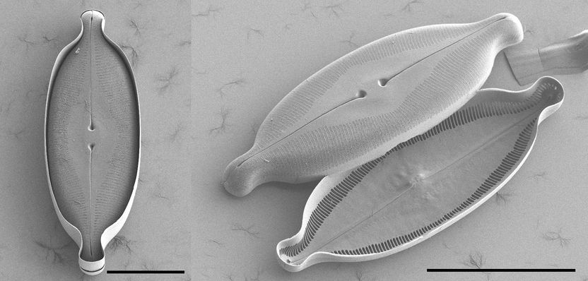 Forschungsgruppe Diatomeen, Botanischer Garten und Botanisches Museum Berlin, Freie Universität Berlin