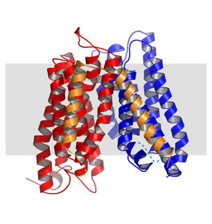 3D-Modell des Peptidtransporters «YePEPT» aus dem Bakterium Yersinia enterocolitica