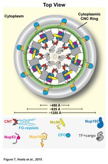 cell structure bioanalytics