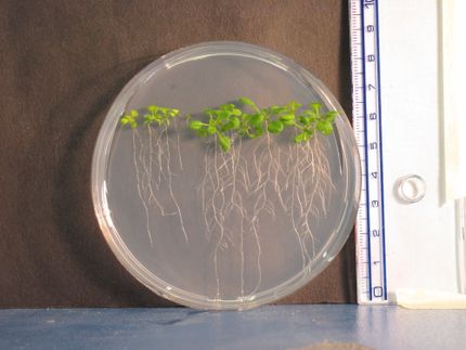 Pflanzlicher „Stahlbeton“: Biochemiker klären Lignin-Biosynthese