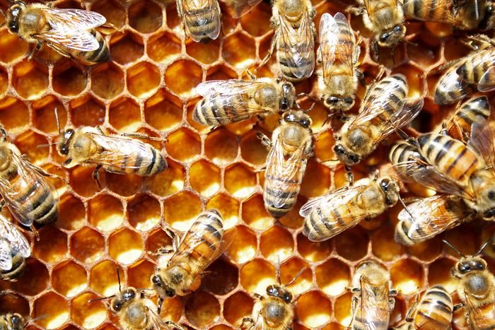 Terry Harrison, U. of I. beekeeper