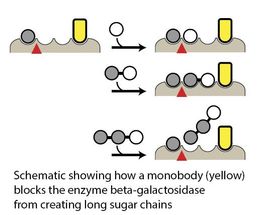 sugars enzames monobody