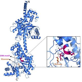 autophagy cancer