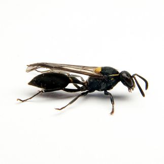 social wasp venom cancer