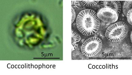 photosynthesis caco3