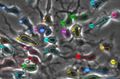stem cells