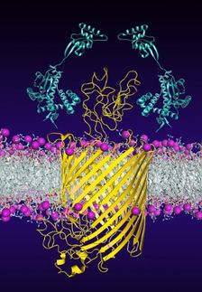 chaperone protein folding